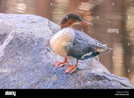 Attēlu rezultāti vaicājumam “Mergus merganser juvenile”