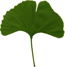 Attēlu rezultāti vaicājumam “Ginkgo biloba leaf”
