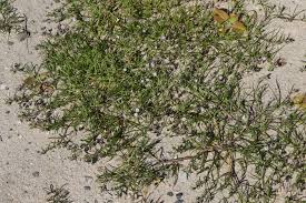 Attēlu rezultāti vaicājumam “Spergularia marina”