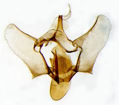 Attēlu rezultāti vaicājumam “Aethes margaritana”