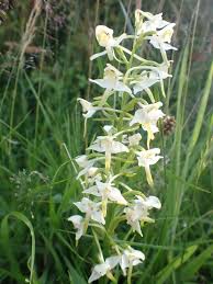 Attēlu rezultāti vaicājumam “Platanthera chlorantha flower”