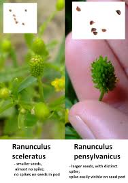 Attēlu rezultāti vaicājumam “Ranunculus sceleratus fruit”