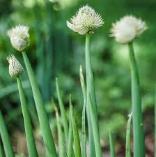 Résultat de recherche d'images pour "Allium fistulosum"