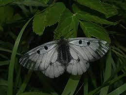 Attēlu rezultāti vaicājumam “Parnassius mnemosyne underside”