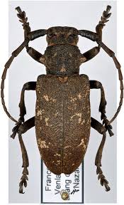 Attēlu rezultāti vaicājumam “Lamia textor”