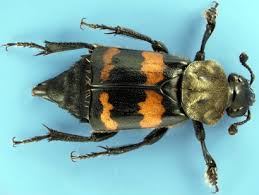 Attēlu rezultāti vaicājumam “Nicrophorus vespillo”