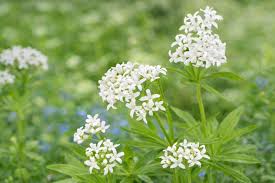 Attēlu rezultāti vaicājumam “Galium odoratum”