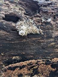 Attēlu rezultāti vaicājumam “Tilachlidium brachiatum”