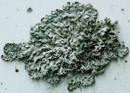 Attēlu rezultāti vaicājumam “Hypogymnia physodes”