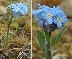 Attēlu rezultāti vaicājumam “Myosotis”