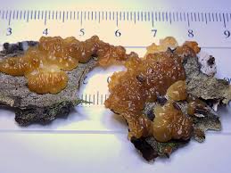 Attēlu rezultāti vaicājumam “Exidia repanda”