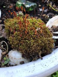 Attēlu rezultāti vaicājumam “Aulacomnium androgynum sporophyte”