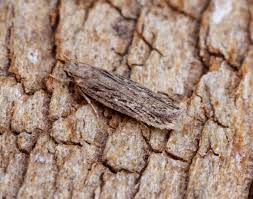 Attēlu rezultāti vaicājumam “Gelechia scotinella”