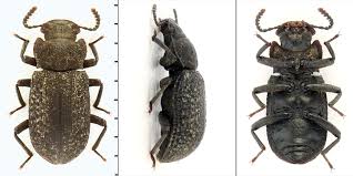 Attēlu rezultāti vaicājumam “Bolitophagus reticulatus”