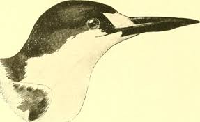 Image result for Sterna acuflavida