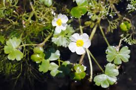 Attēlu rezultāti vaicājumam “Batrachium circinatum flower”