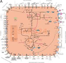 Image result for Vazella pourtalesii