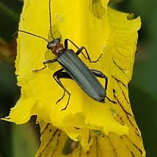 Attēlu rezultāti vaicājumam “Oedemera croceicollis”