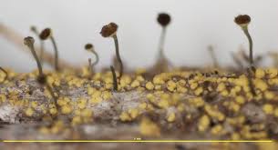 Attēlu rezultāti vaicājumam “Chaenotheca phaeocephala”