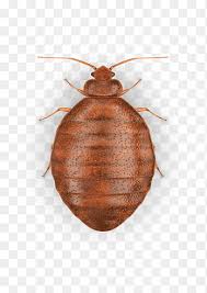 Attēlu rezultāti vaicājumam “Acari”