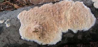 Attēlu rezultāti vaicājumam “Cylindrobasidium evolvens”