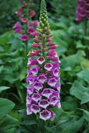 Image result for Digitalis purpurea