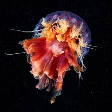 Image result for Cyanea capillata