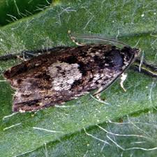 Attēlu rezultāti vaicājumam “Denisia similella”