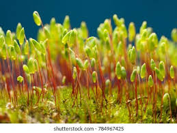 Attēlu rezultāti vaicājumam “Pohlia”