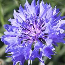 Image result for Centaurea cyanus