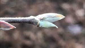 Attēlu rezultāti vaicājumam “Armeria vulgaris bud”