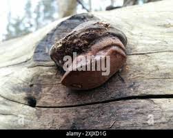 Attēlu rezultāti vaicājumam “Fomitopsis rosea”