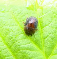 Attēlu rezultāti vaicājumam “Cychramus variegatus”