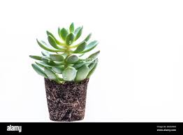 Attēlu rezultāti vaicājumam “Crassulaceae”