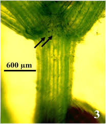 Attēlu rezultāti vaicājumam “Chara contraria”