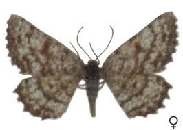 Attēlu rezultāti vaicājumam “Ematurga atomaria”