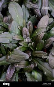 Attēlu rezultāti vaicājumam “Ajuga reptans bud”