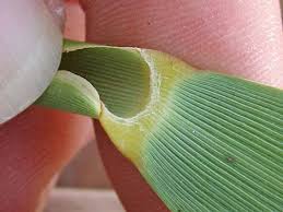 Attēlu rezultāti vaicājumam “Phragmites communis leaf”