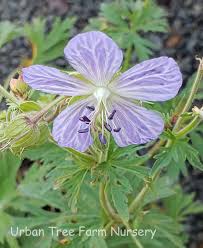 Attēlu rezultāti vaicājumam “Geranium pratense leaf”