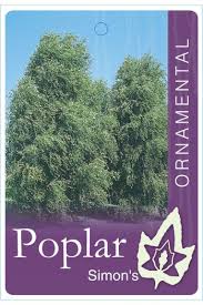 Attēlu rezultāti vaicājumam “Populus simonii”