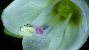 Attēlu rezultāti vaicājumam “Veronica serpyllifolia flower”