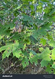 Attēlu rezultāti vaicājumam “Rhytisma acerinum”