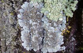 Attēlu rezultāti vaicājumam “Parmelina tiliacea”