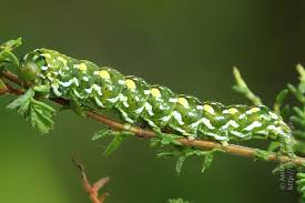 Attēlu rezultāti vaicājumam “Anarta myrtilli larva”