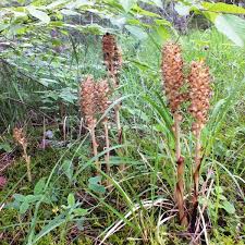 Attēlu rezultāti vaicājumam “Neottia nidus-avis fruit”