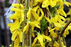 Attēlu rezultāti vaicājumam “Forsythia intermedia”