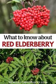 Attēlu rezultāti vaicājumam “Sambucus racemosa fruit”