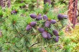 Attēlu rezultāti vaicājumam “Pinus sibirica”
