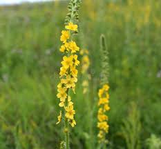 Attēlu rezultāti vaicājumam “Agrimonia pilosa flower”