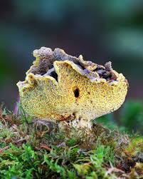 Attēlu rezultāti vaicājumam “Sclerophora pallida”